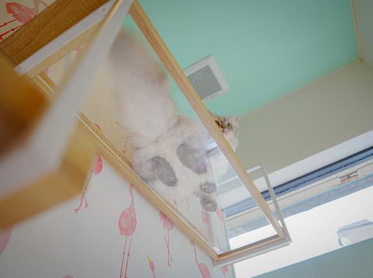 猫専門ホテル＆サロン、キャットグルーマー、トリマー募集