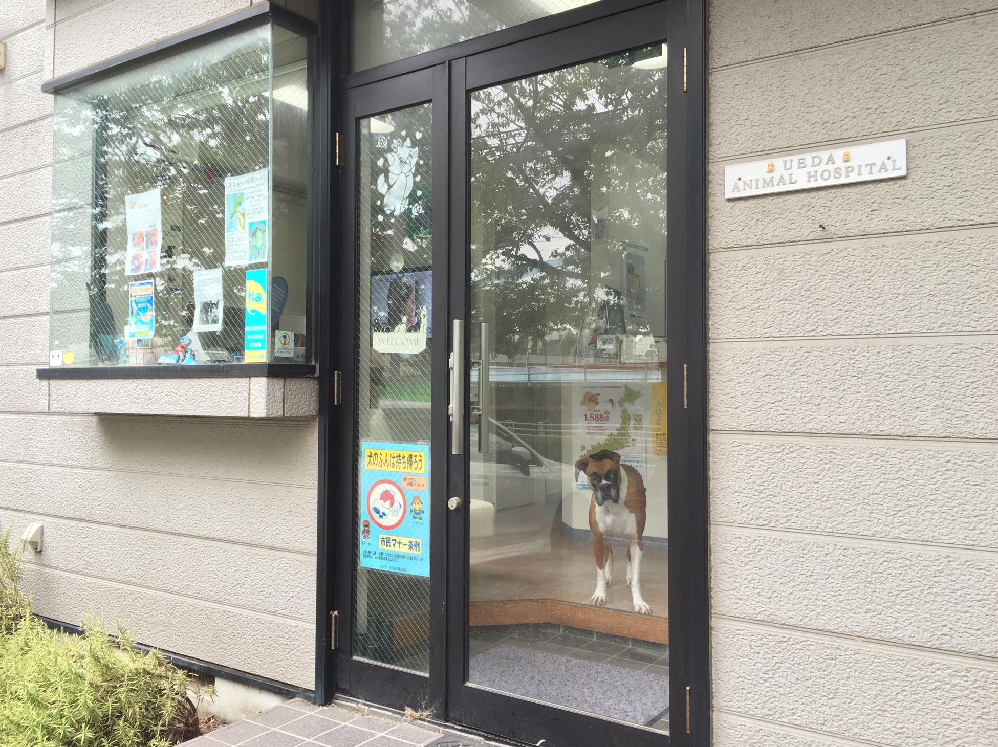 動物看護師・動物看護助手募集中