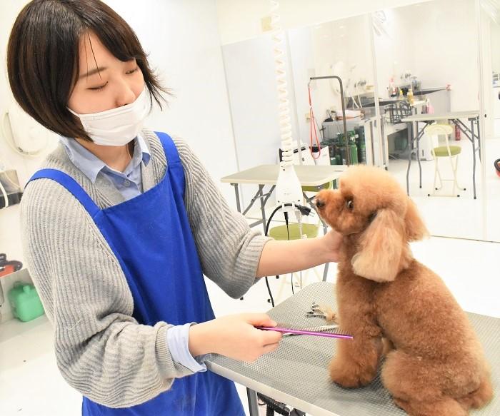 有限会社たかのペットクリニック トリマーさん募集です 動物病院 ペット業界の求人転職サイト ペットリクルート