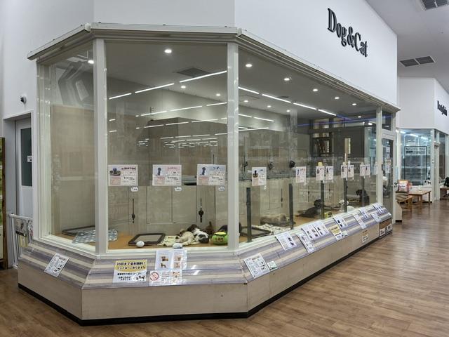 スーパービバホーム甲斐敷島店内 ニコペットセレクトで募集中♪