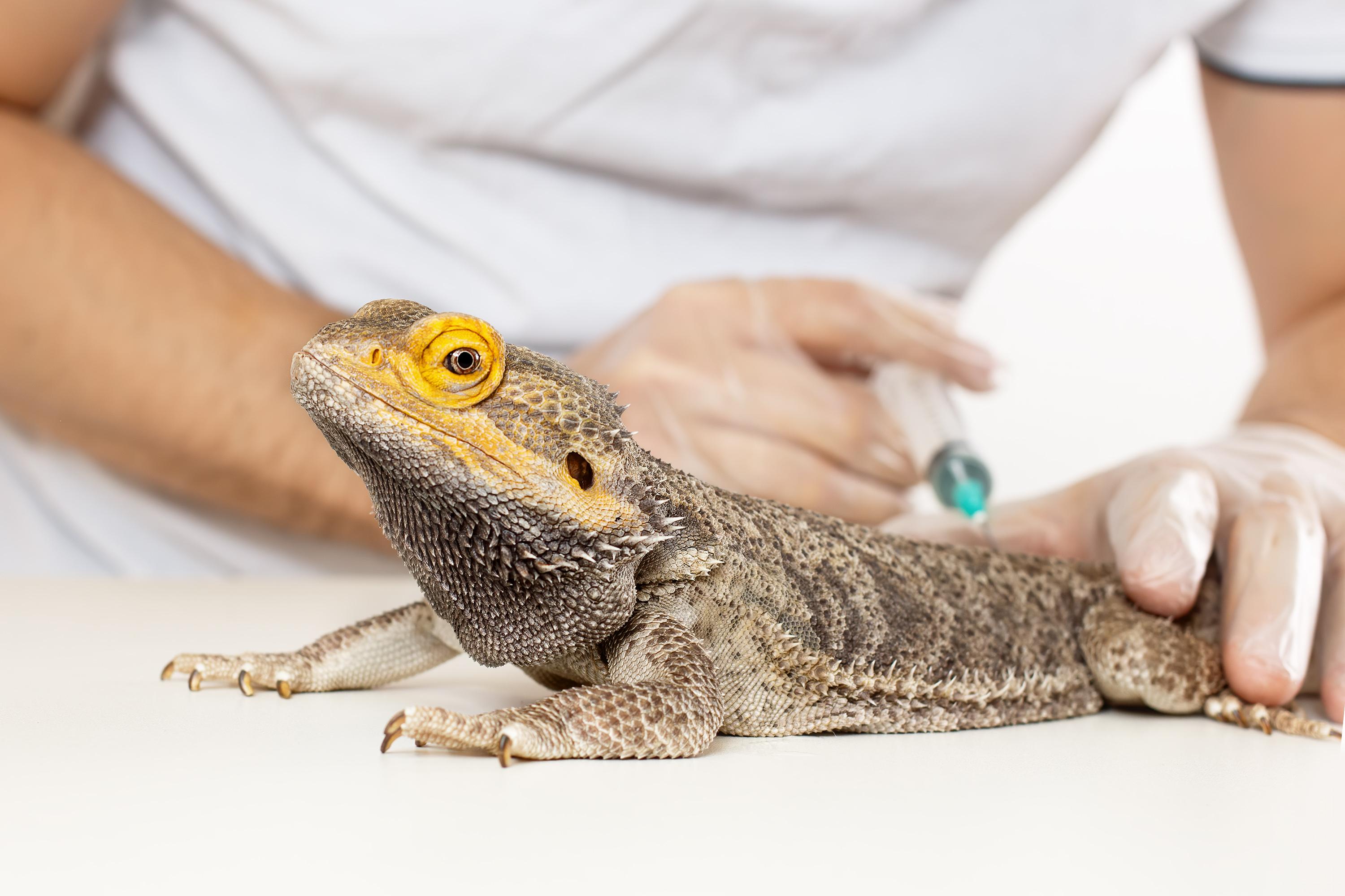 愛玩動物看護師◇守谷どうぶつ病院