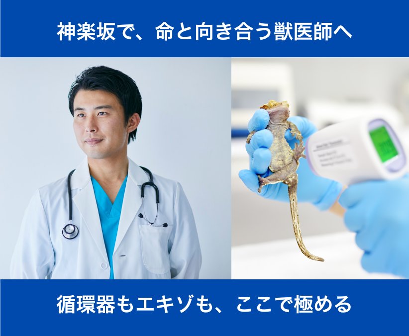 【獣医師】循環器＋エキゾ診療を学びたいあなたへ｜神楽坂