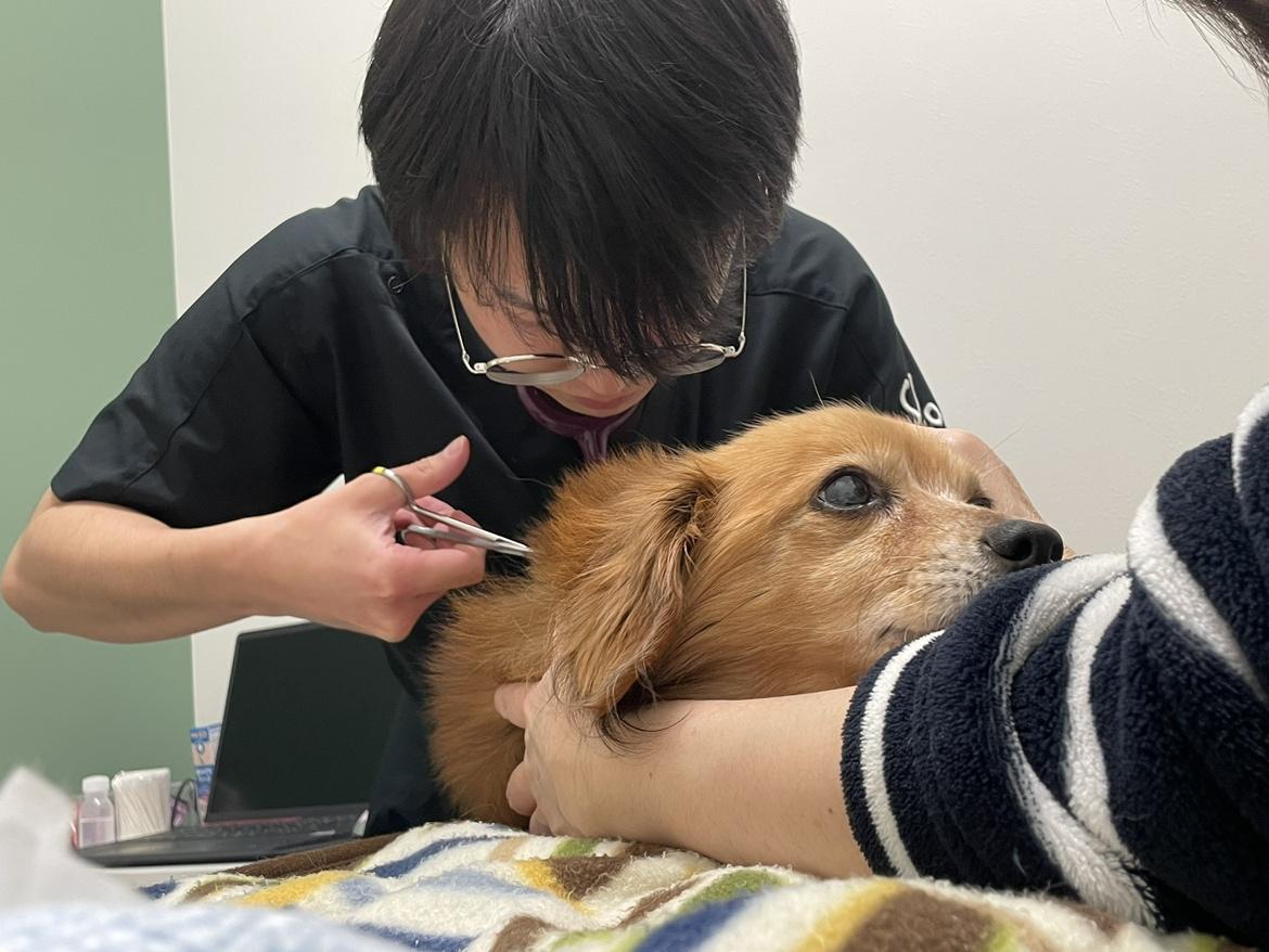 【獣医師】千葉県印西市・月給47万円～