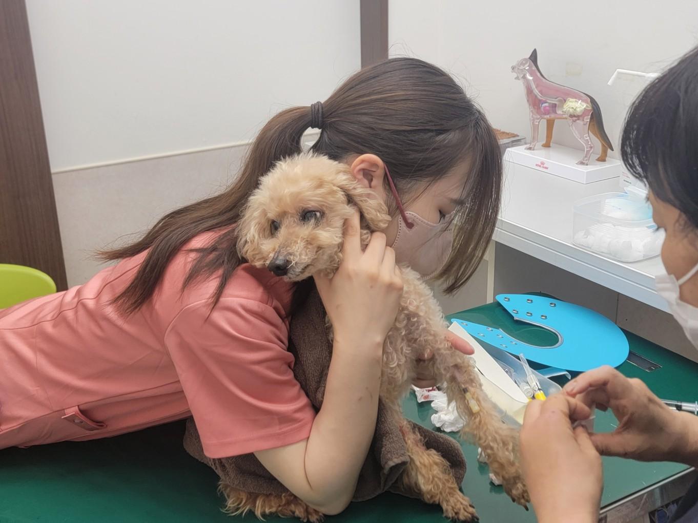 福井県　愛玩動物看護師募集　経験者