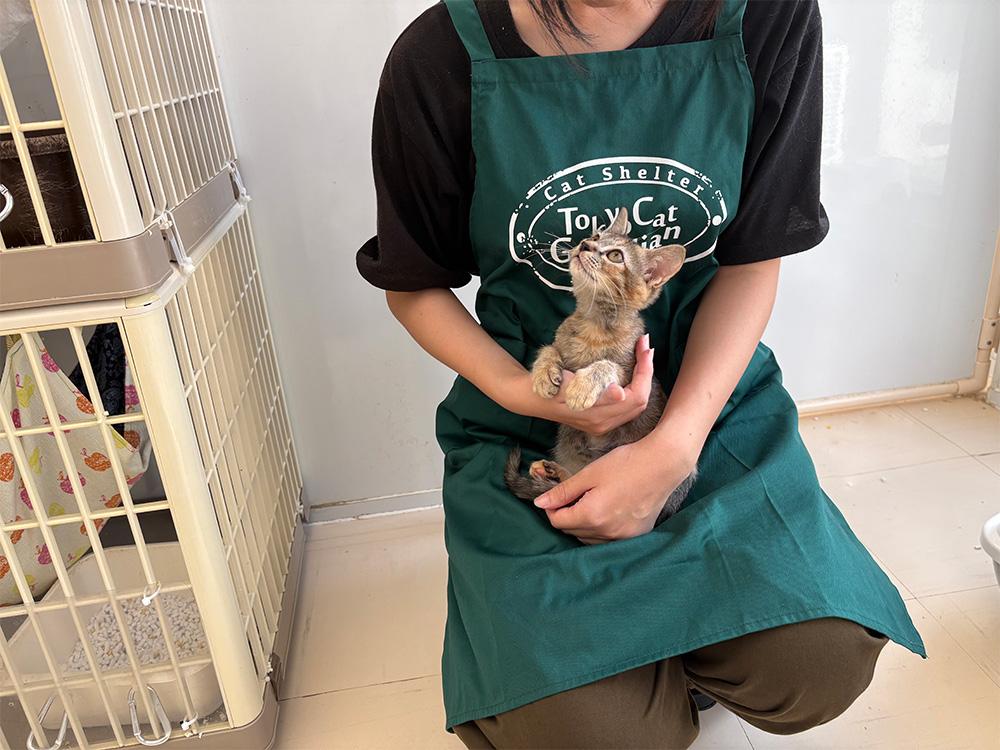 【保護猫カフェ・保護猫シェルター】飼育スタッフ(豊島区大塚)