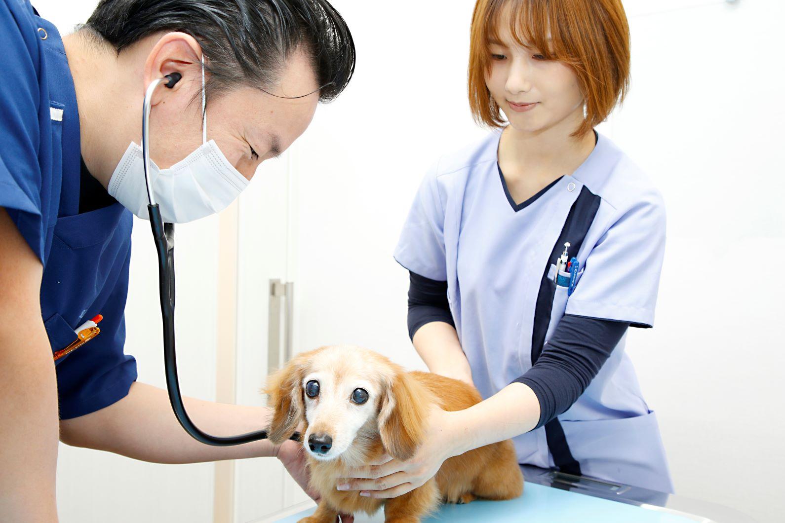 動物看護師募集｜任される経験と、専門性を伸ばせる環境を