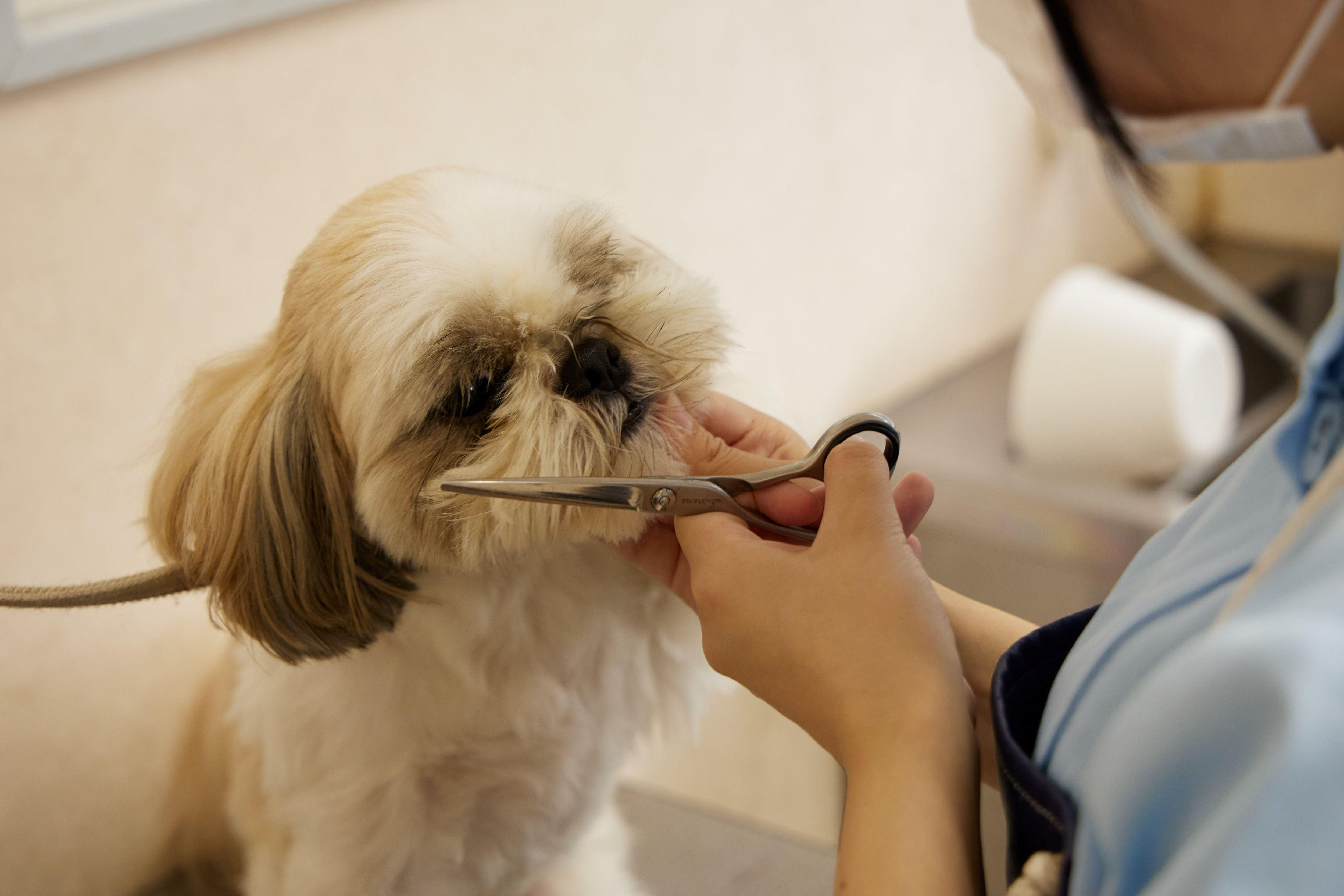 トリマー / なかの動物病院かみのて勤務