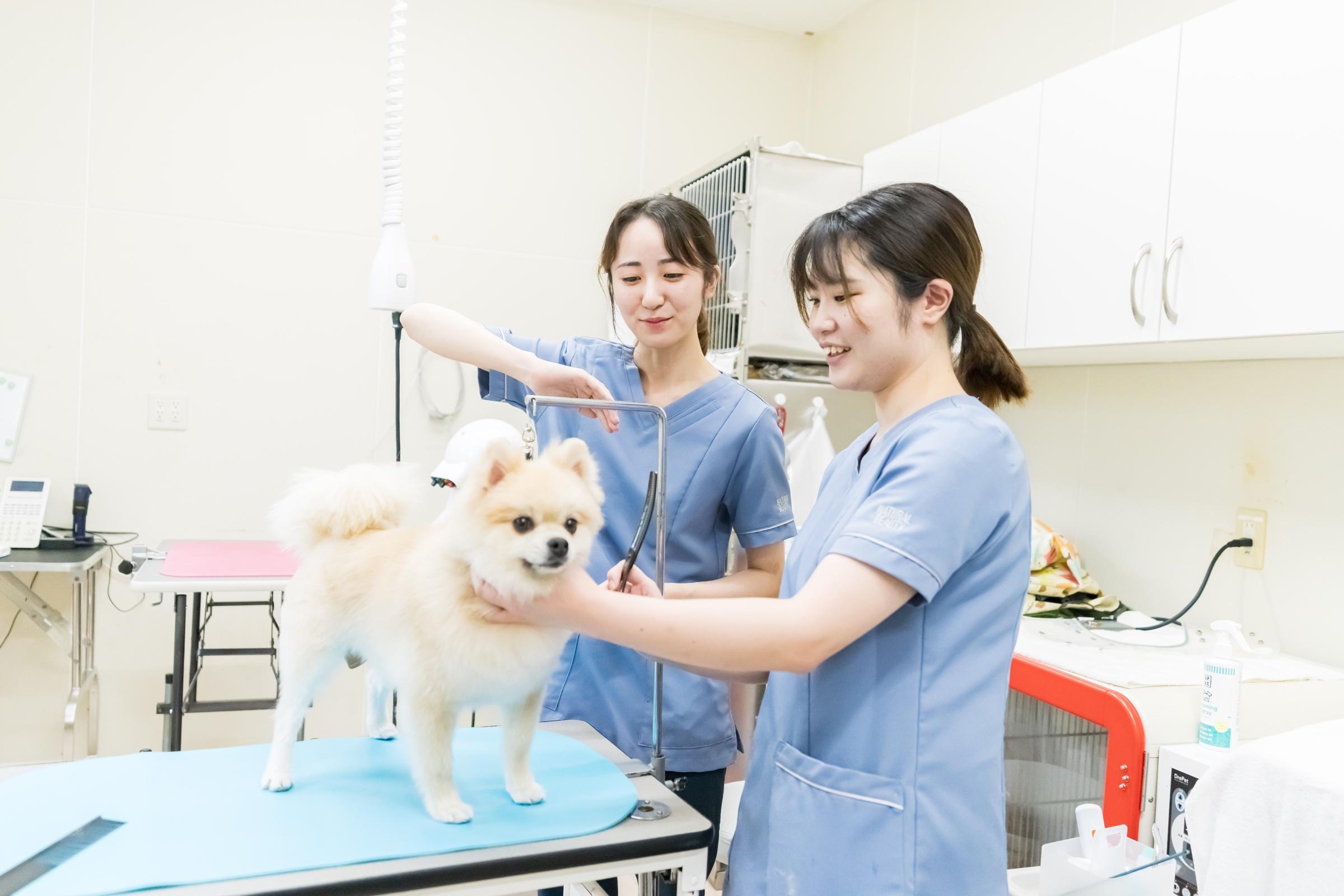 姉ヶ崎どうぶつ病院｜トリマー（経験者）募集