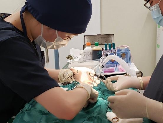 毎月１５０匹以上の不妊手術や外科手術を実施しています。