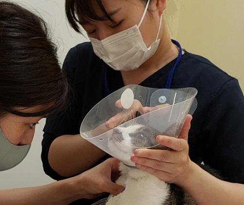 野良猫や動物愛護団体保護の動物にも変わらぬ医療を施します。