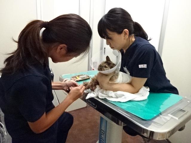 野良猫や動物愛護団体保護の動物にも変わらぬ医療を施します。