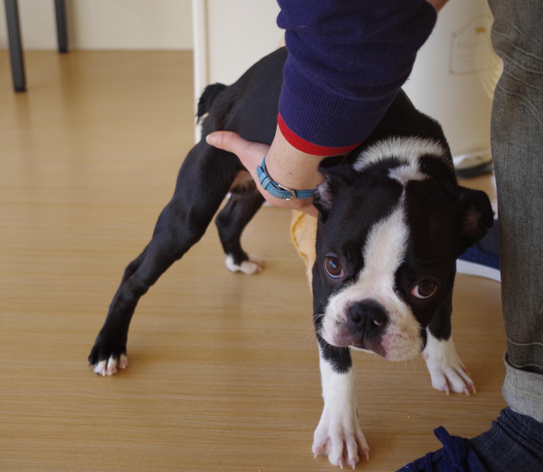 子犬のしつけ教室 さくらのおうち 資格取得者歓迎 松戸市 犬のしつけ教室アルバイト募集中 動物病院 ペット業界の求人転職サイト ペットリクルート