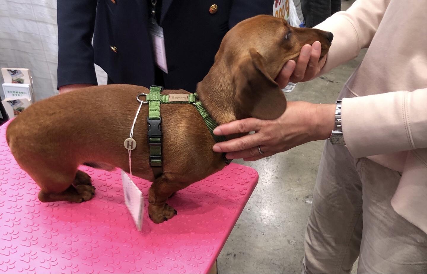 インター ペット 求人