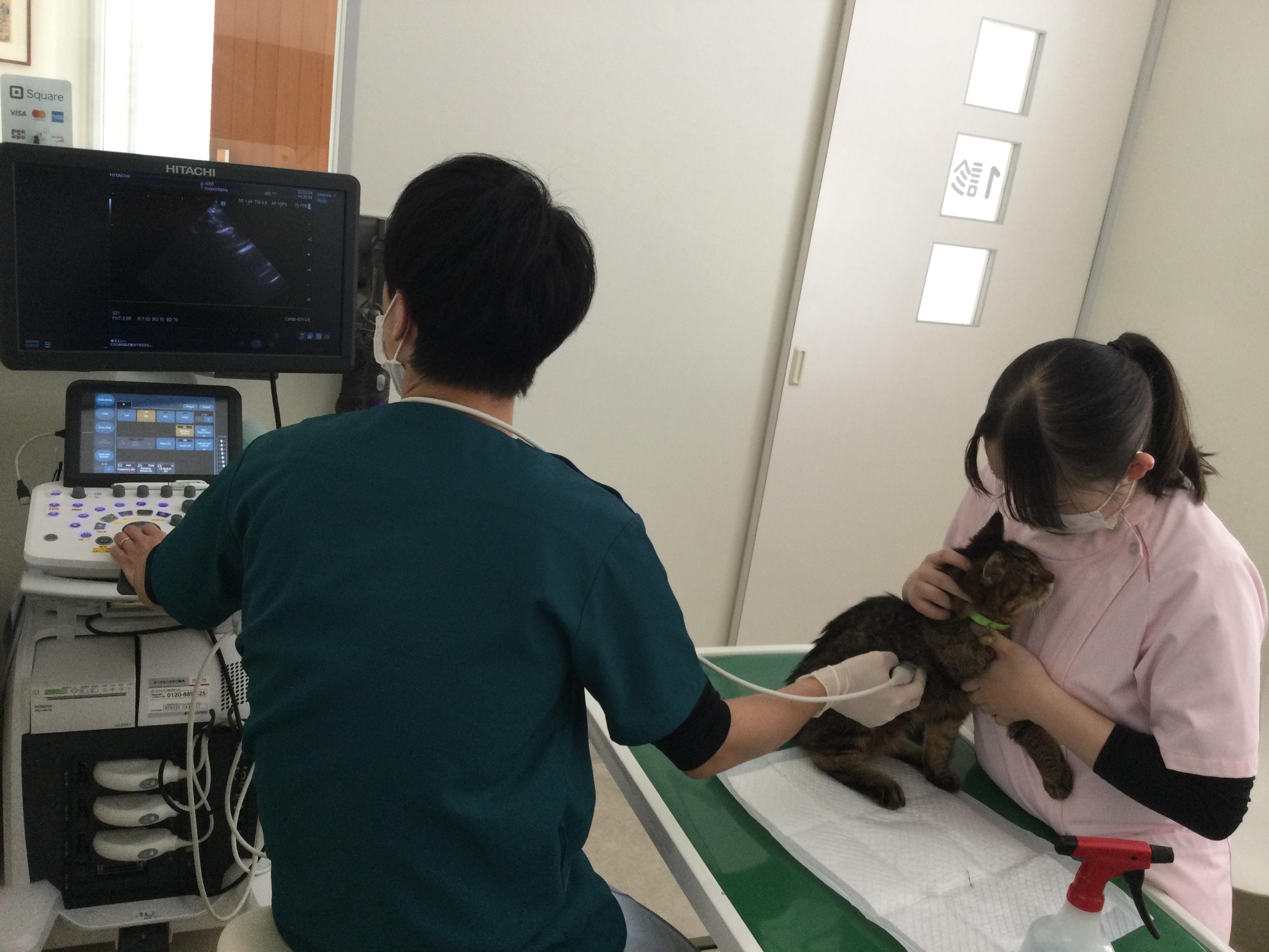 株式会社サンハウス ポウ動物病院 長野県上田市 ポウ動物病院 動物看護師を募集しています 動物病院 ペット業界の求人転職サイト ペットリクルート