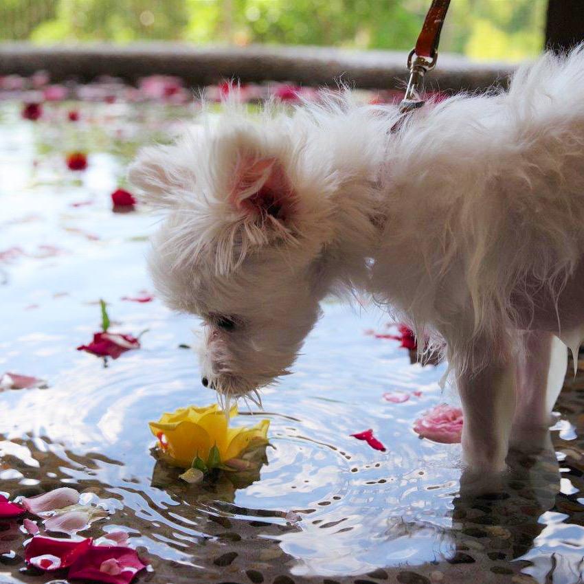 愛犬バラ風呂イベント