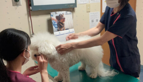 動物病院　愛玩動物看護師　増員募集