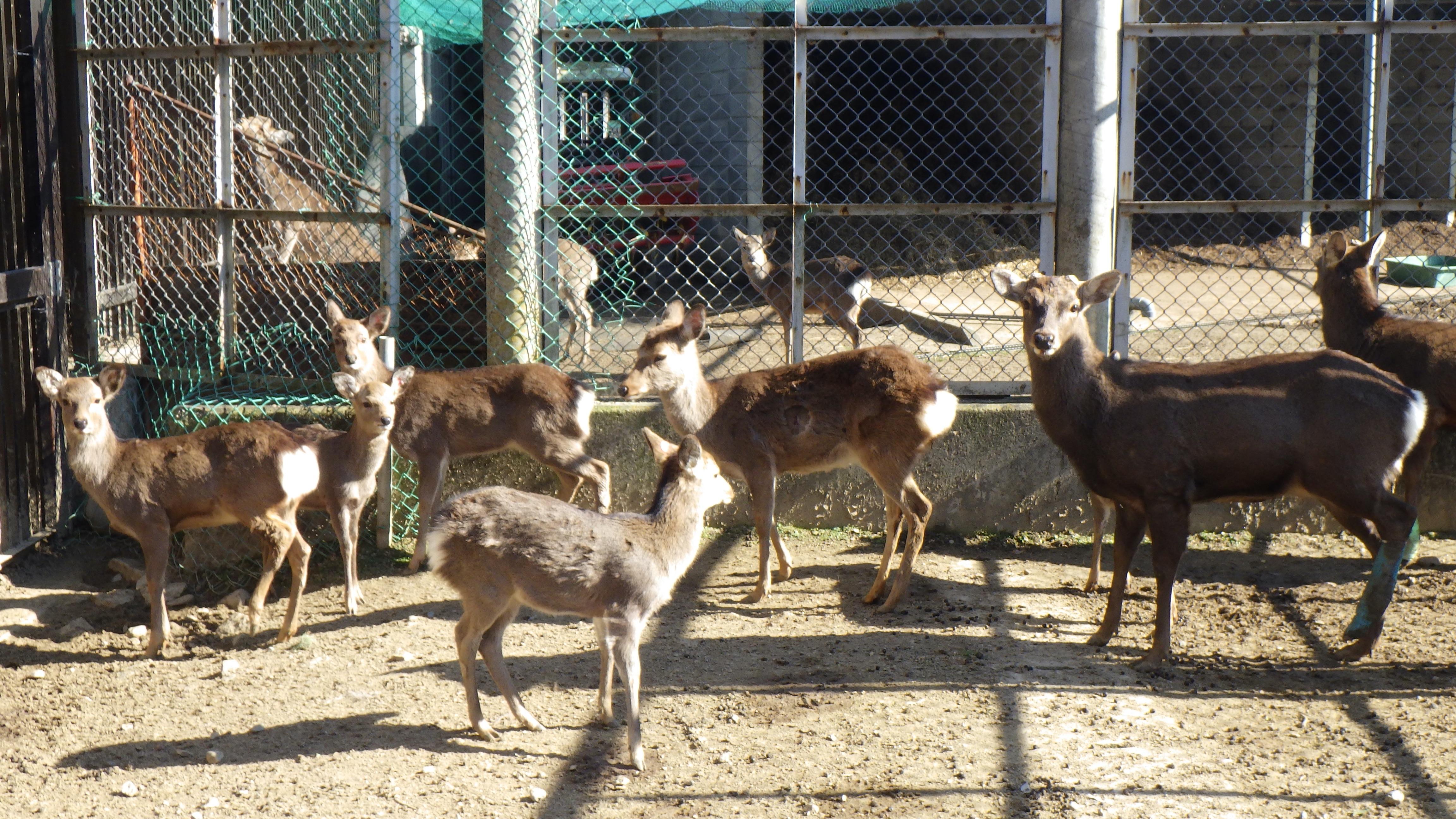 奈良の鹿愛護会のお手伝いもしています。