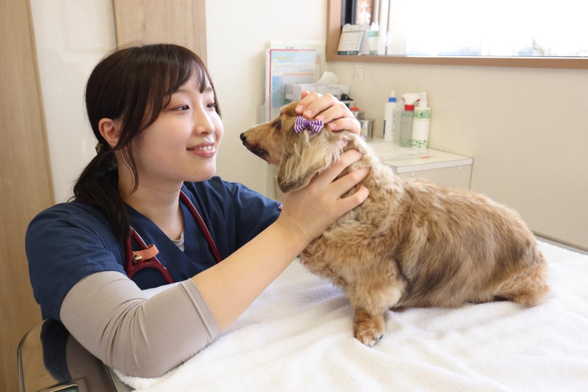 新卒募集　猫にやさしい動物病院　川崎市中原区　動物看護師募集