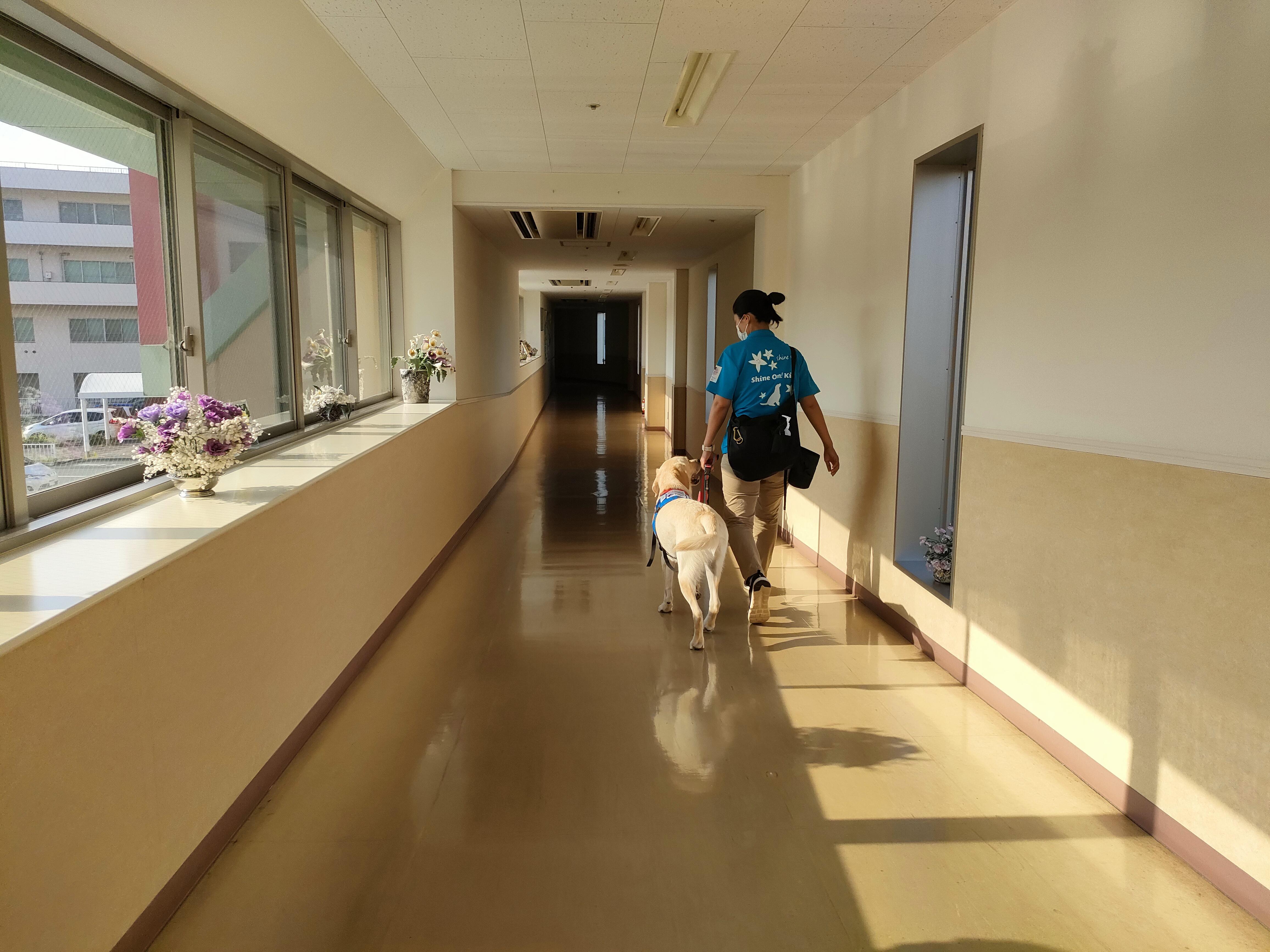 ドッグトレーナー平沢が神奈川県立こども医療センター廊下で候補犬ニックと練習している様子