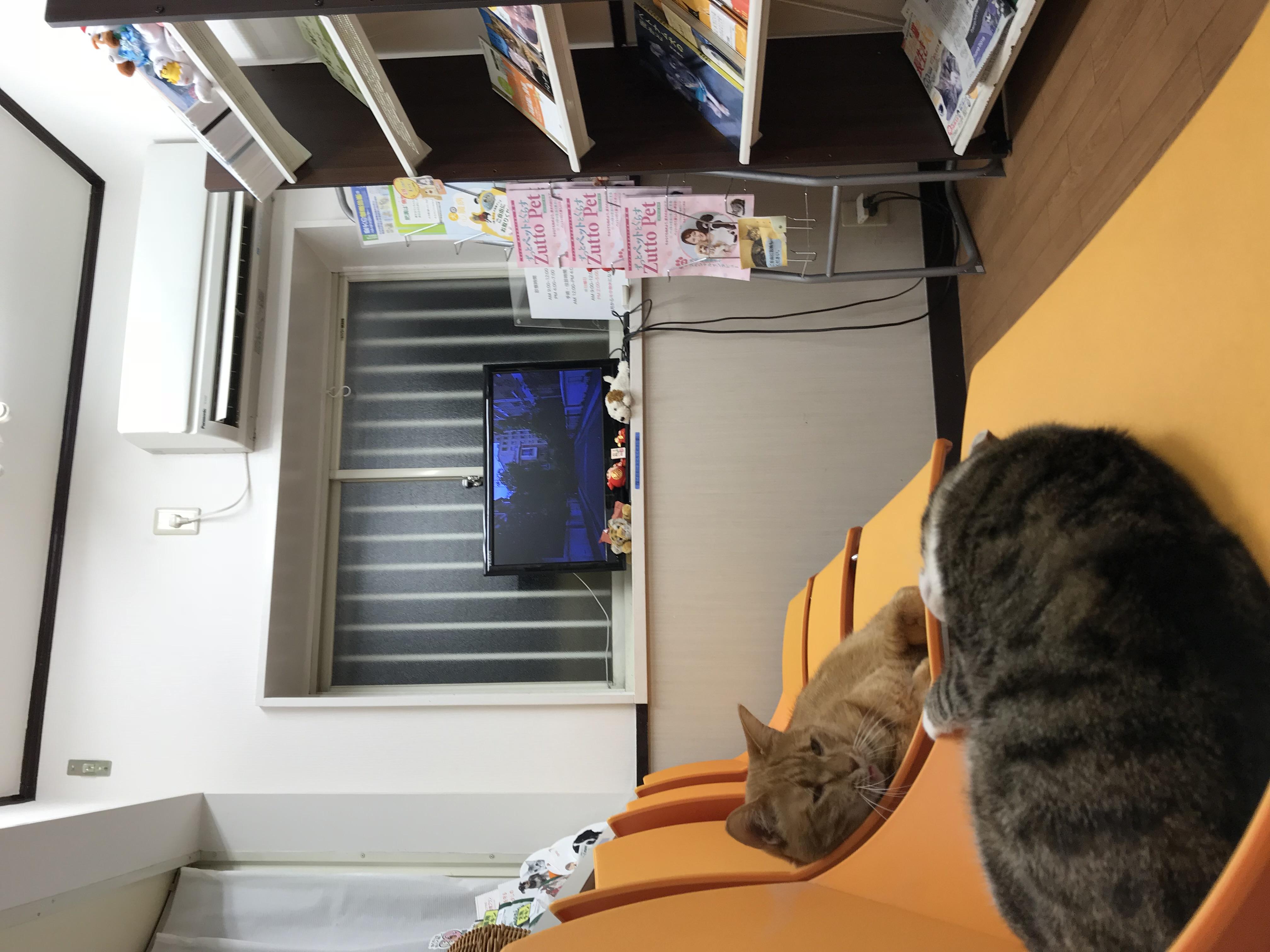 　待合室と猫