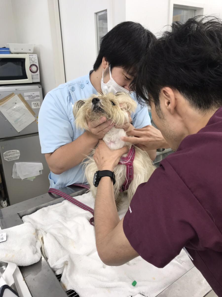 ハル犬猫病院 動物看護師募集 ハル犬猫病院 動物病院 ペット業界の求人転職サイト ペットリクルート