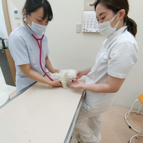 　松戸病院　安心の企業運営動物病院です。
