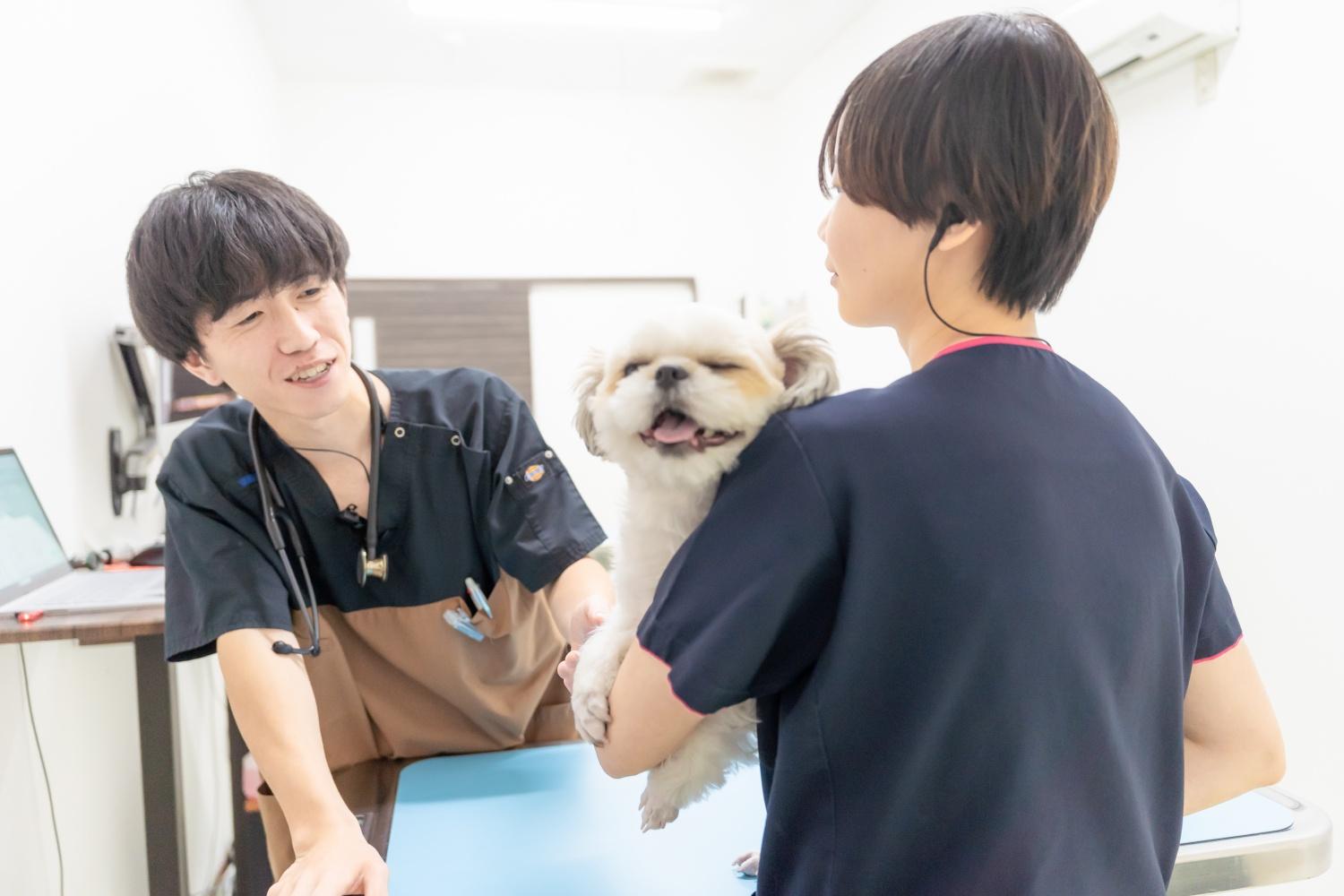 愛玩動物看護師募集！豊橋市のオリバ犬猫病院