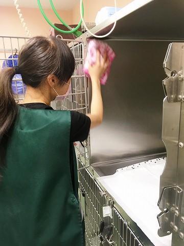 ケージのお掃除は動物病院ならでは。通常の清掃業務では味わえない楽しさも経験できます！