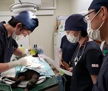 ＴＮＲ日本動物福祉病院