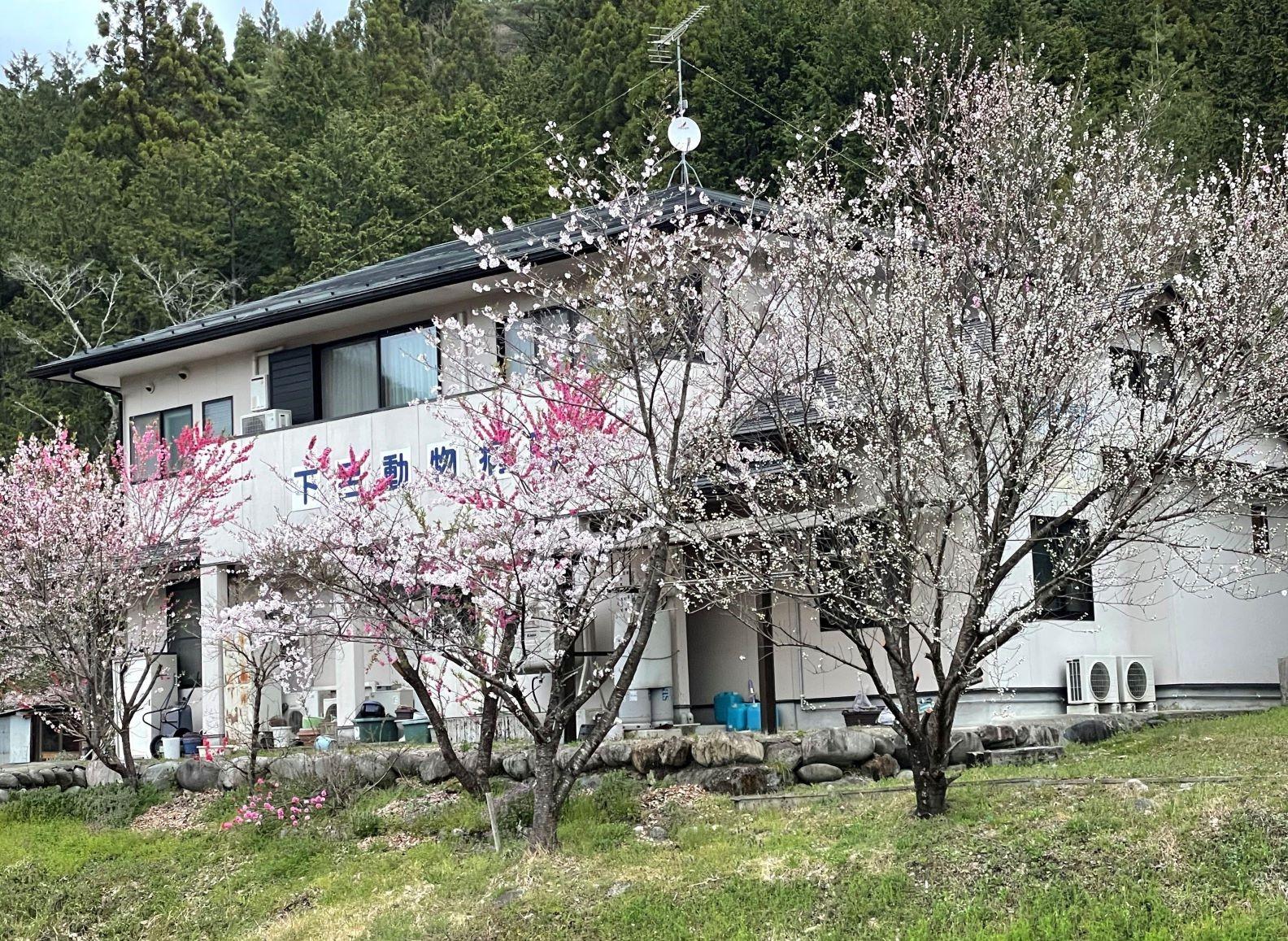 春の写真，桜、はなもも