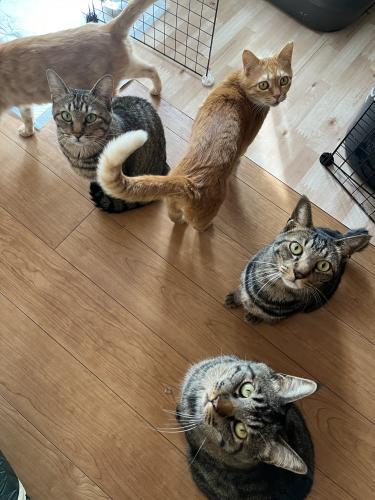 新規オープンの保護猫カフェのスタッフ募集！