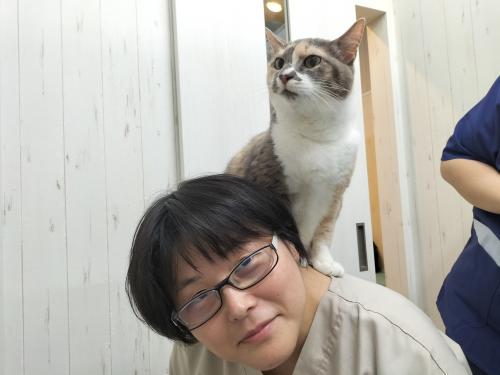 猫専門病院の動物看護師