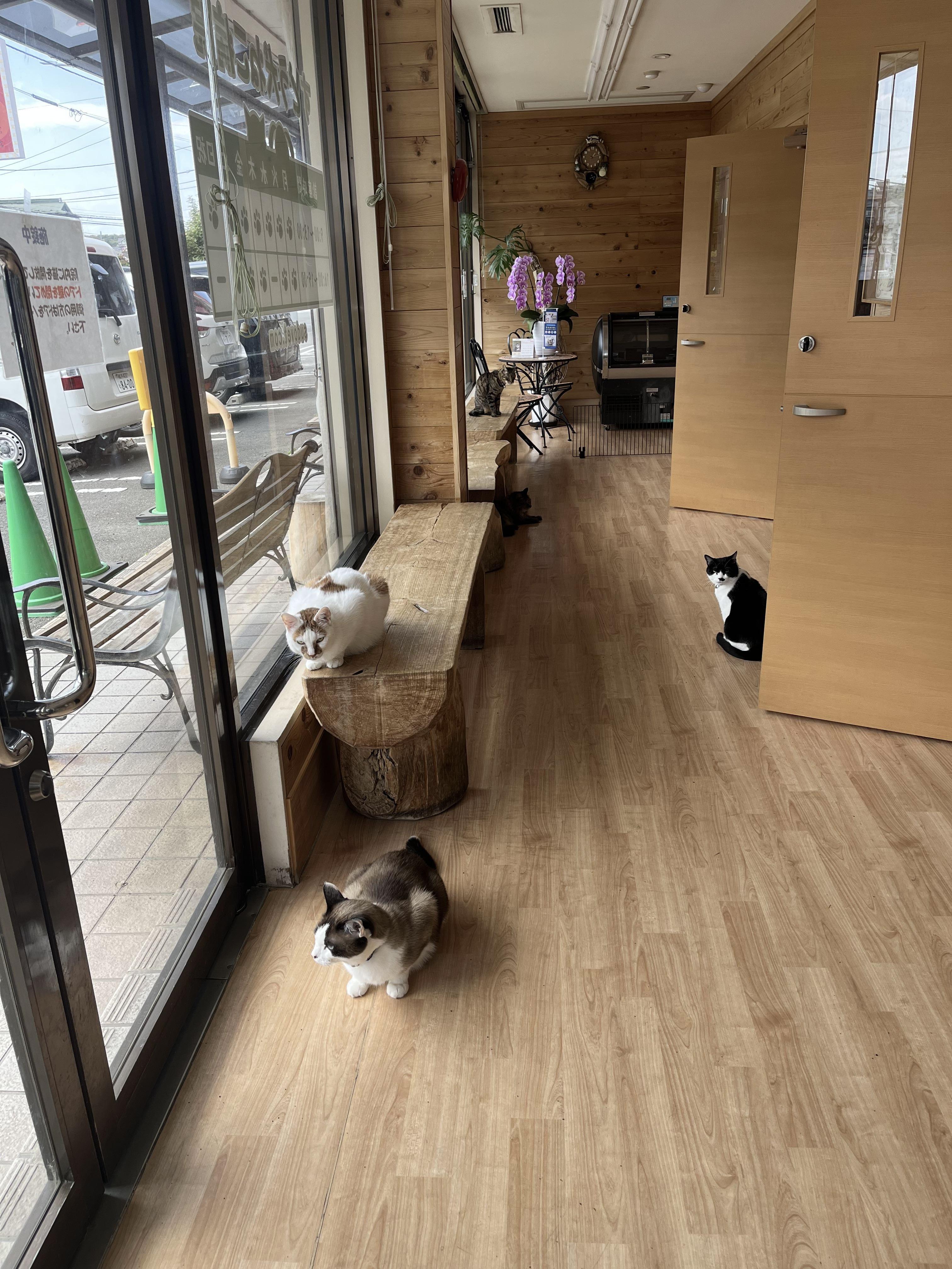 待合室　休憩時間は猫たちが散らかってます。