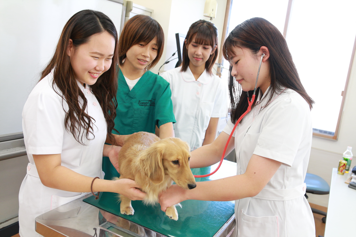 専門学校動物看護学科の常勤職員