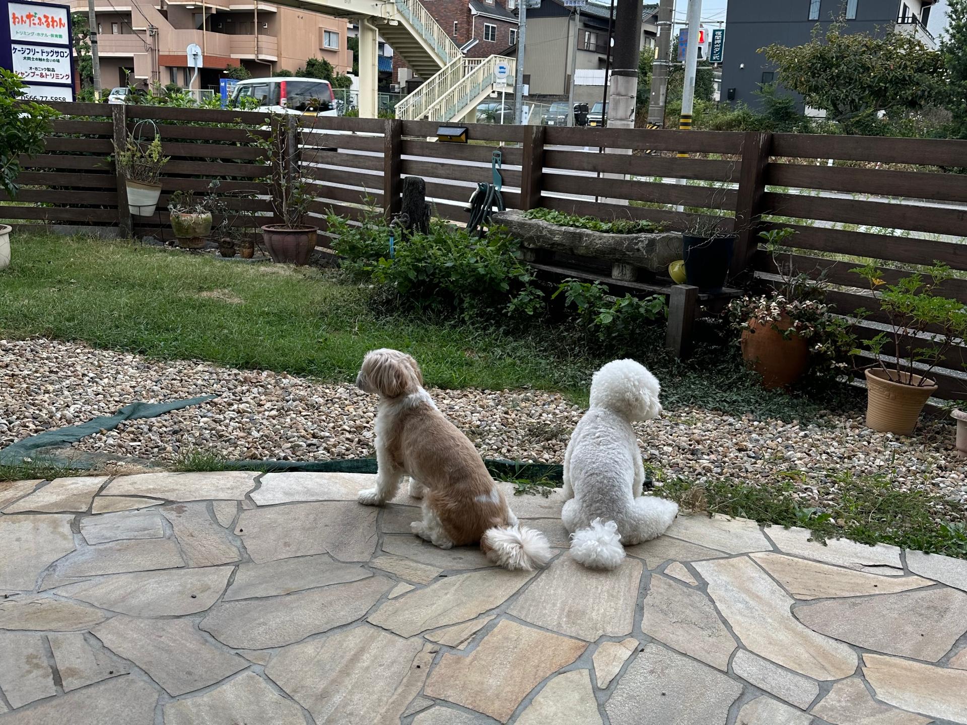 看板犬たち