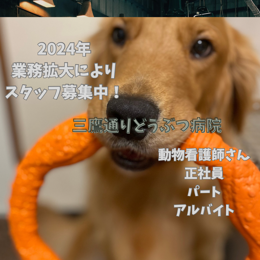 三鷹市　動物看護師　正社員、アルバイト求人