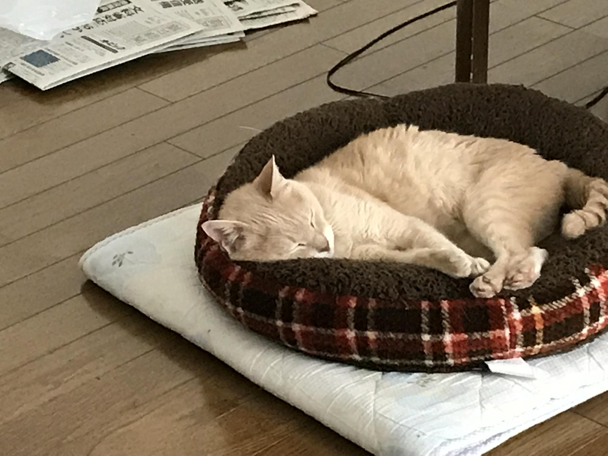 【東京都日野市】動物看護師さん募集