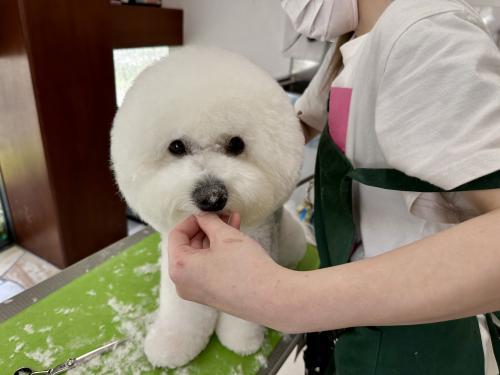 トリマー◎１日５時間〜OK／扶養範囲内OK／フリーター歓迎 