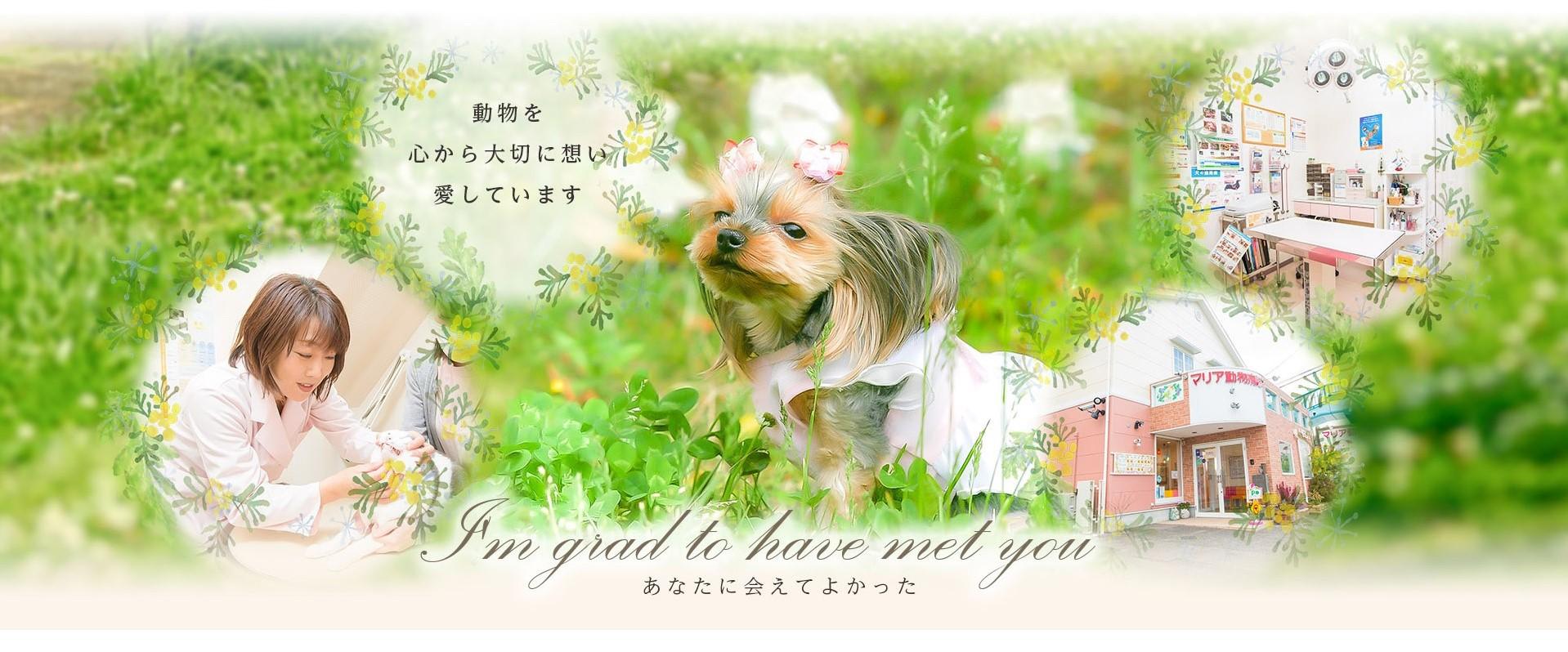 動物病院併設のトリミングサロンでのお仕事です。