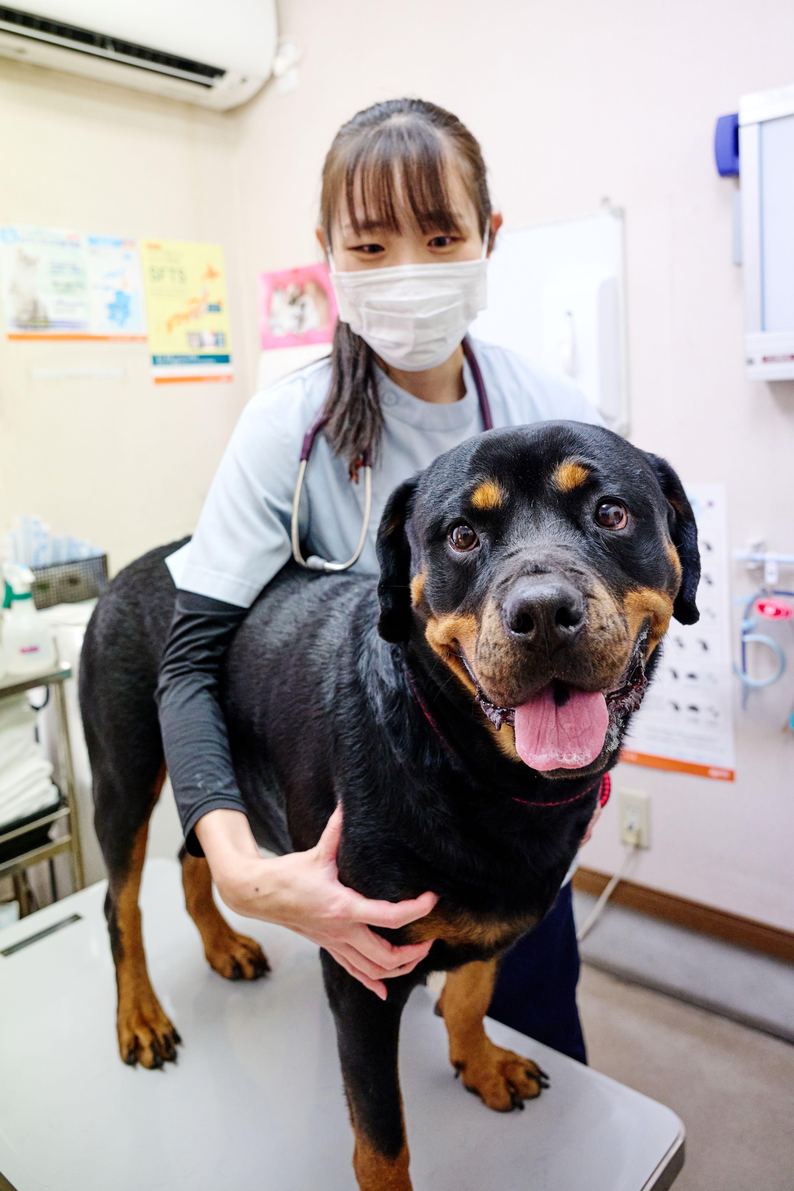 パート募集★獣医師｜たきた動物病院