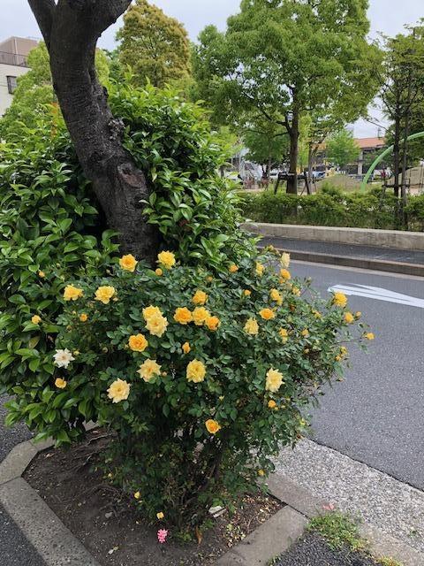 病院前の公園（ちなみにお隣は、ケーキ屋さんです）