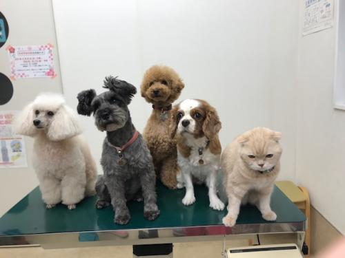 東京都府中市の動物病院☆動物看護師さん募集