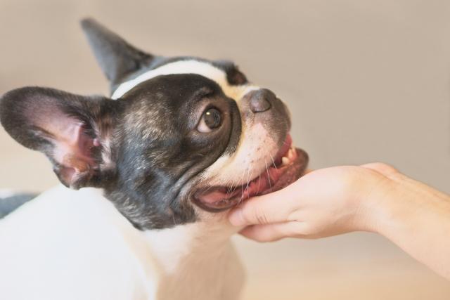 展示会などでの犬猫たちとの触れ合い