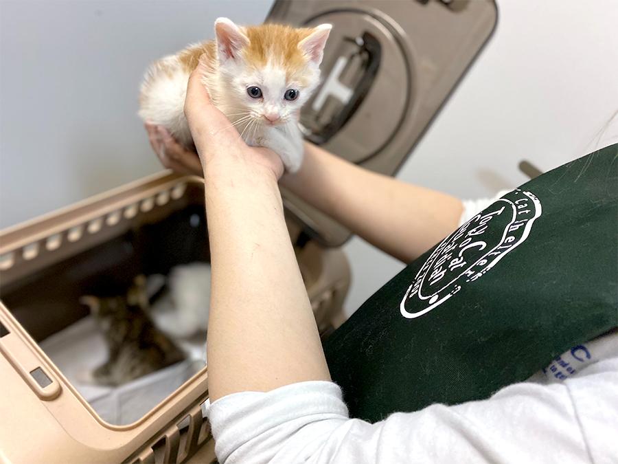 【大塚・第一シェルター】飼育アルバイト