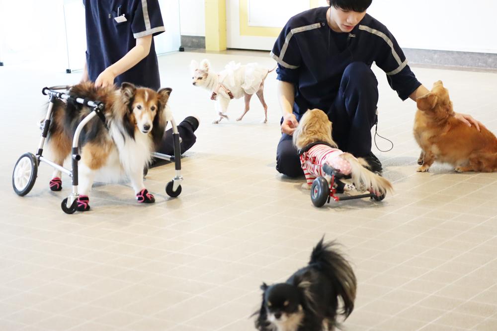 介護・老犬ケア