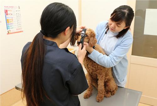 パスカル動物病院