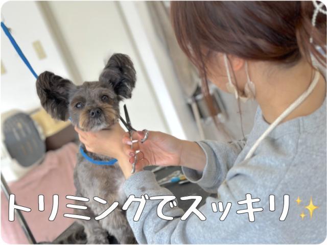 犬の幼稚園ならではの犬に負担をかけないトリミング！