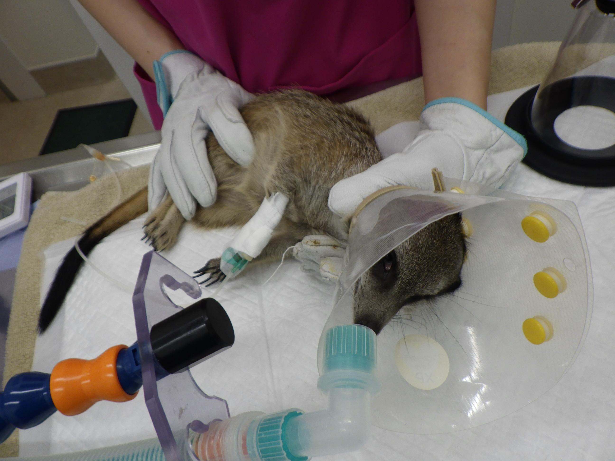 ミーアキャットの去勢と臭腺除去です