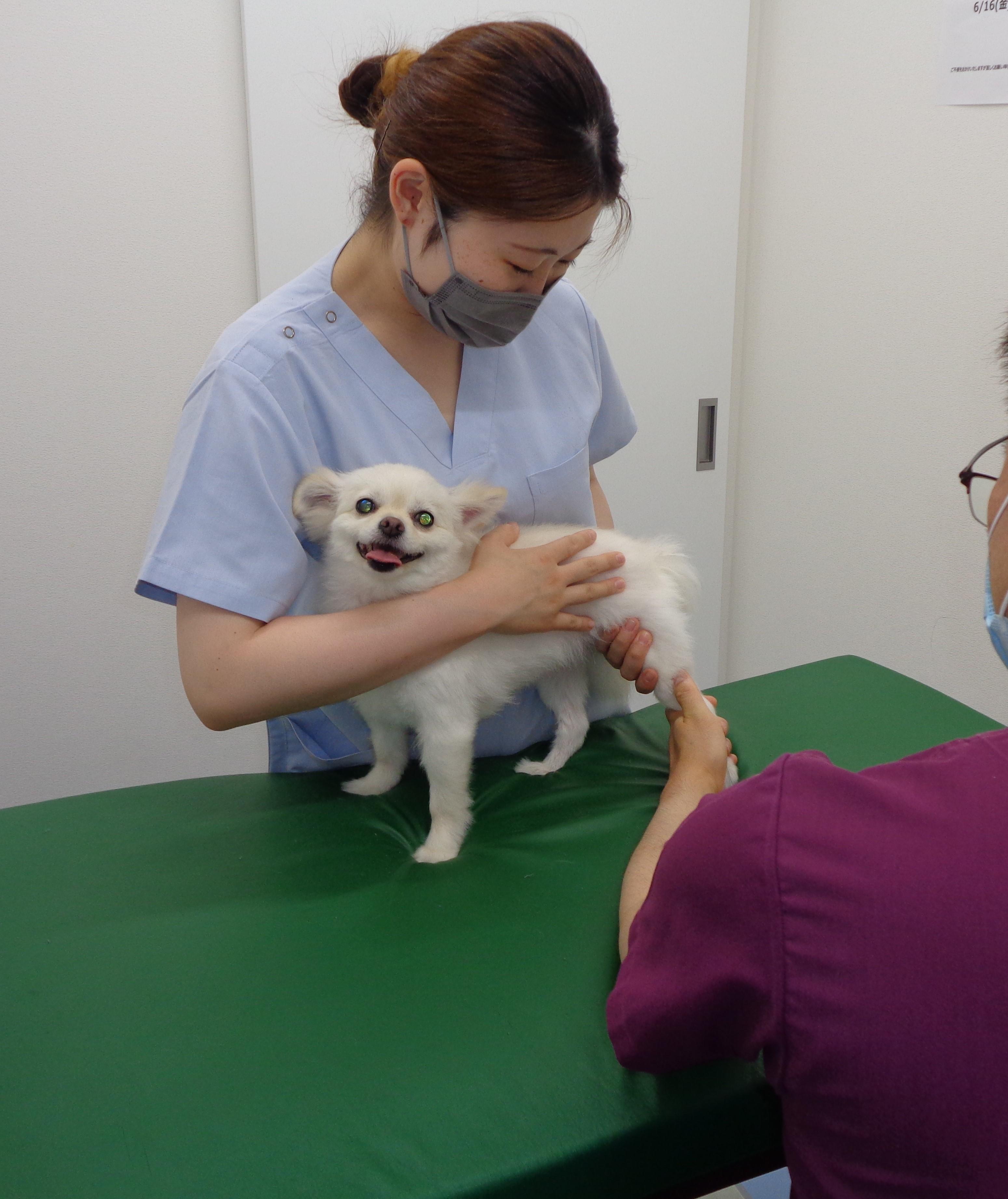 犬の採血保定