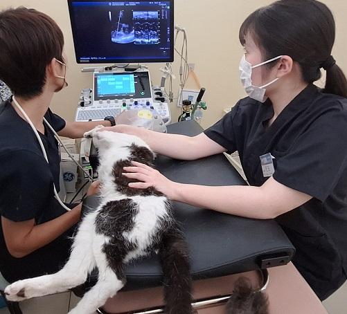 重症の野良猫のエコー検査。愛情のこもった仕事をこなす看護師さん。